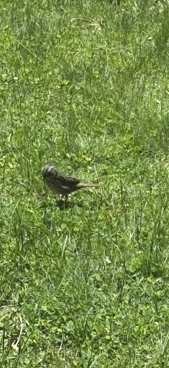 Lincoln's Sparrow - ML635524757