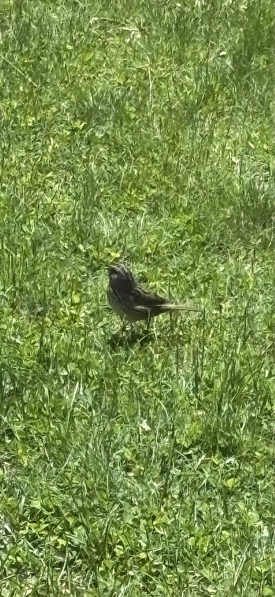 Lincoln's Sparrow - ML635524768