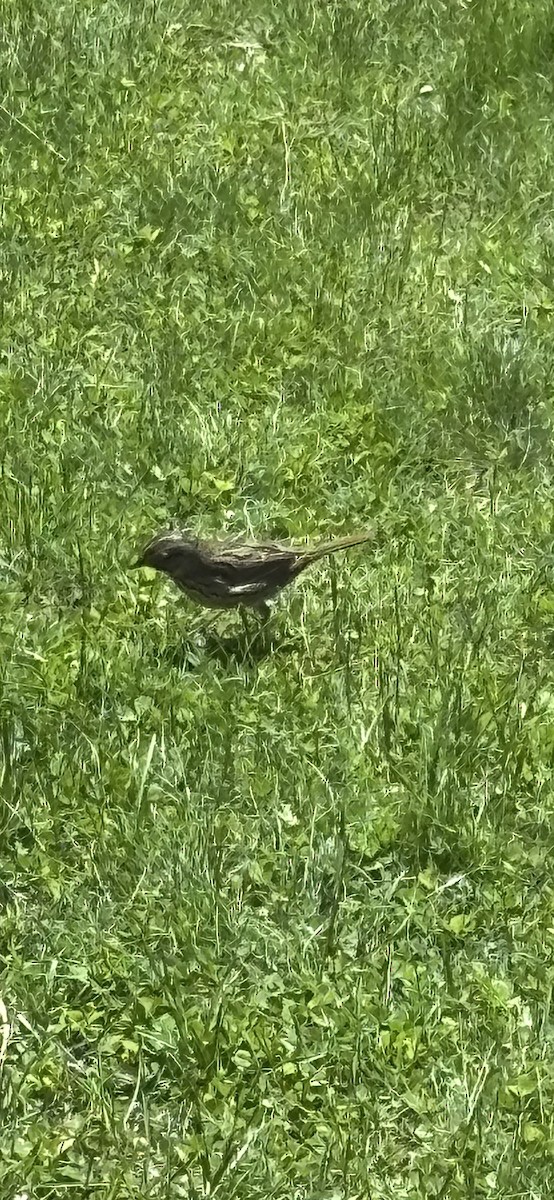 Lincoln's Sparrow - ML635524769
