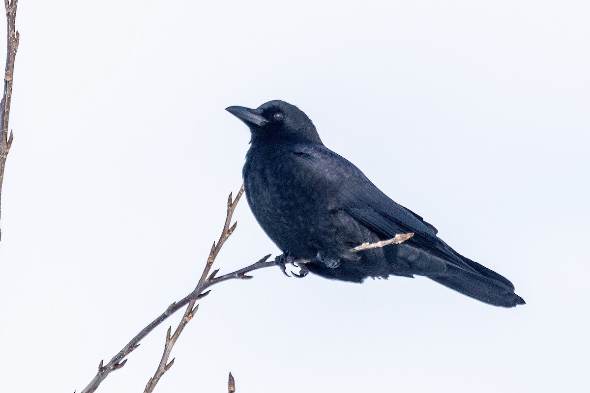 American Crow - ML635524778