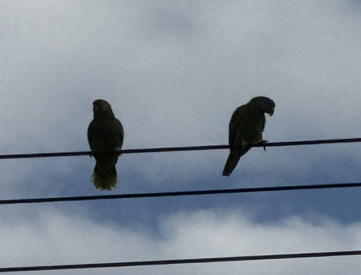 Red-crowned Amazon - ML635524799