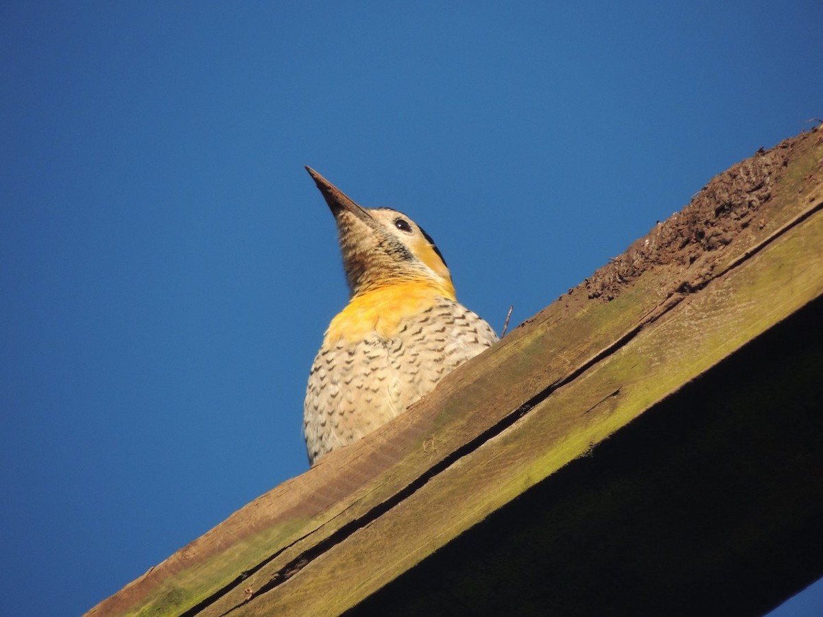 Campo Flicker - ML635524802