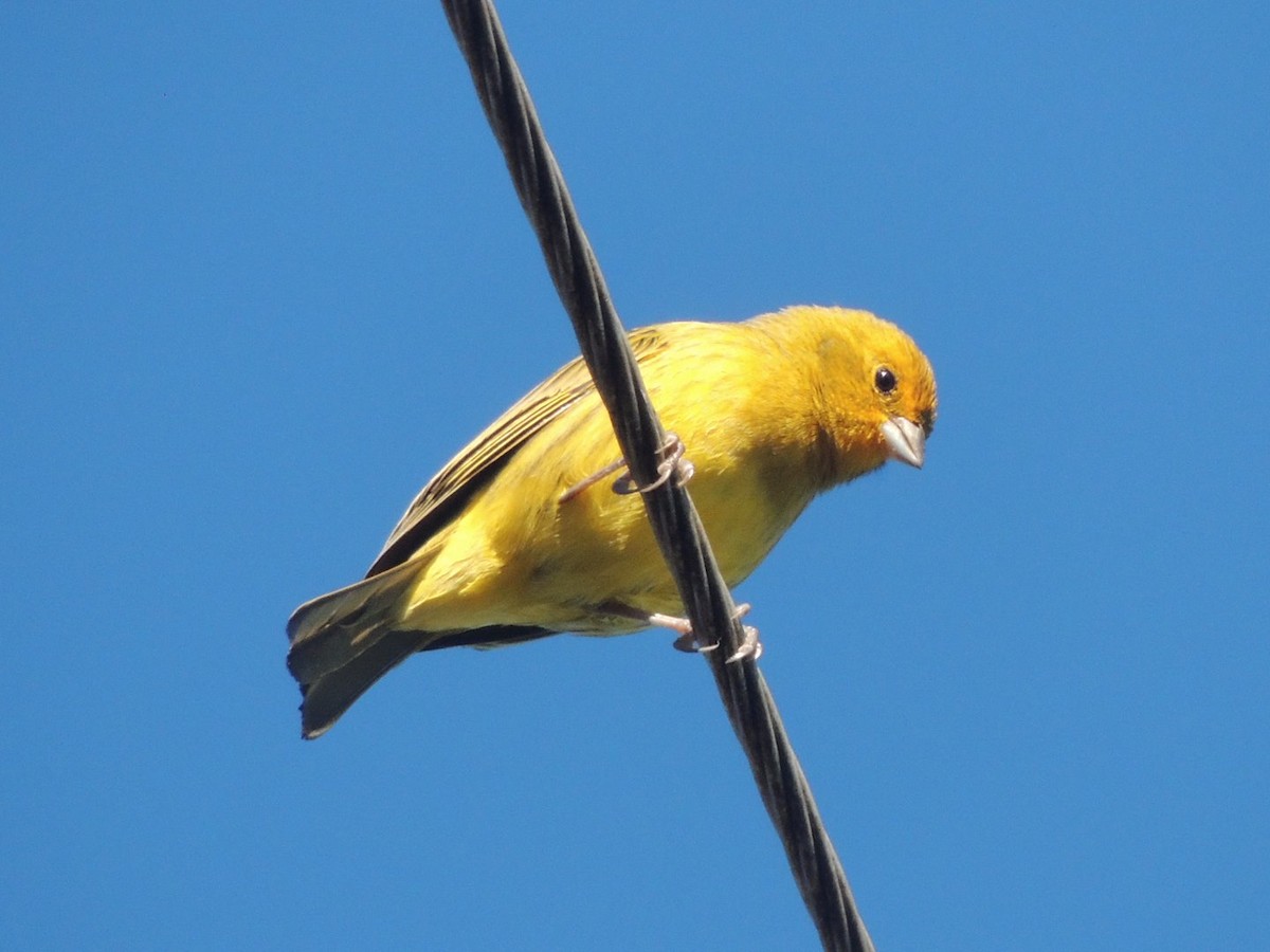 Saffron Finch - ML635524833