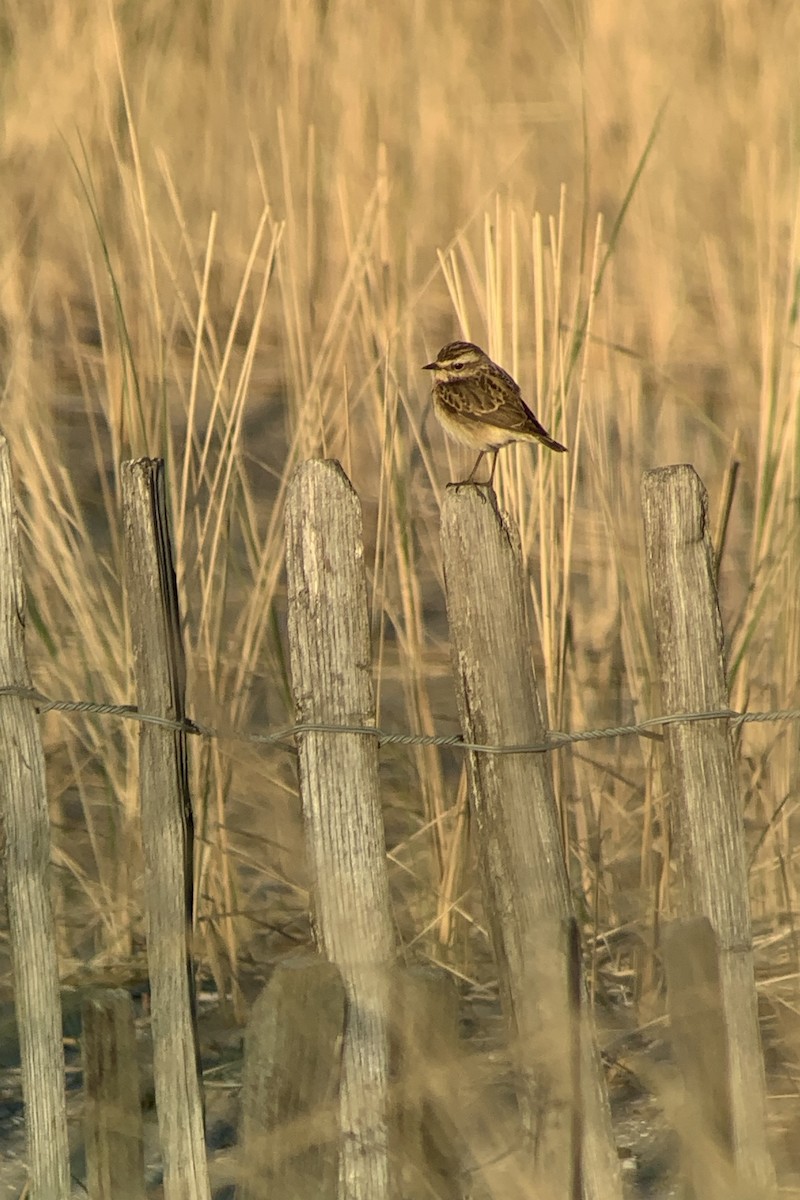 Whinchat - ML635524850