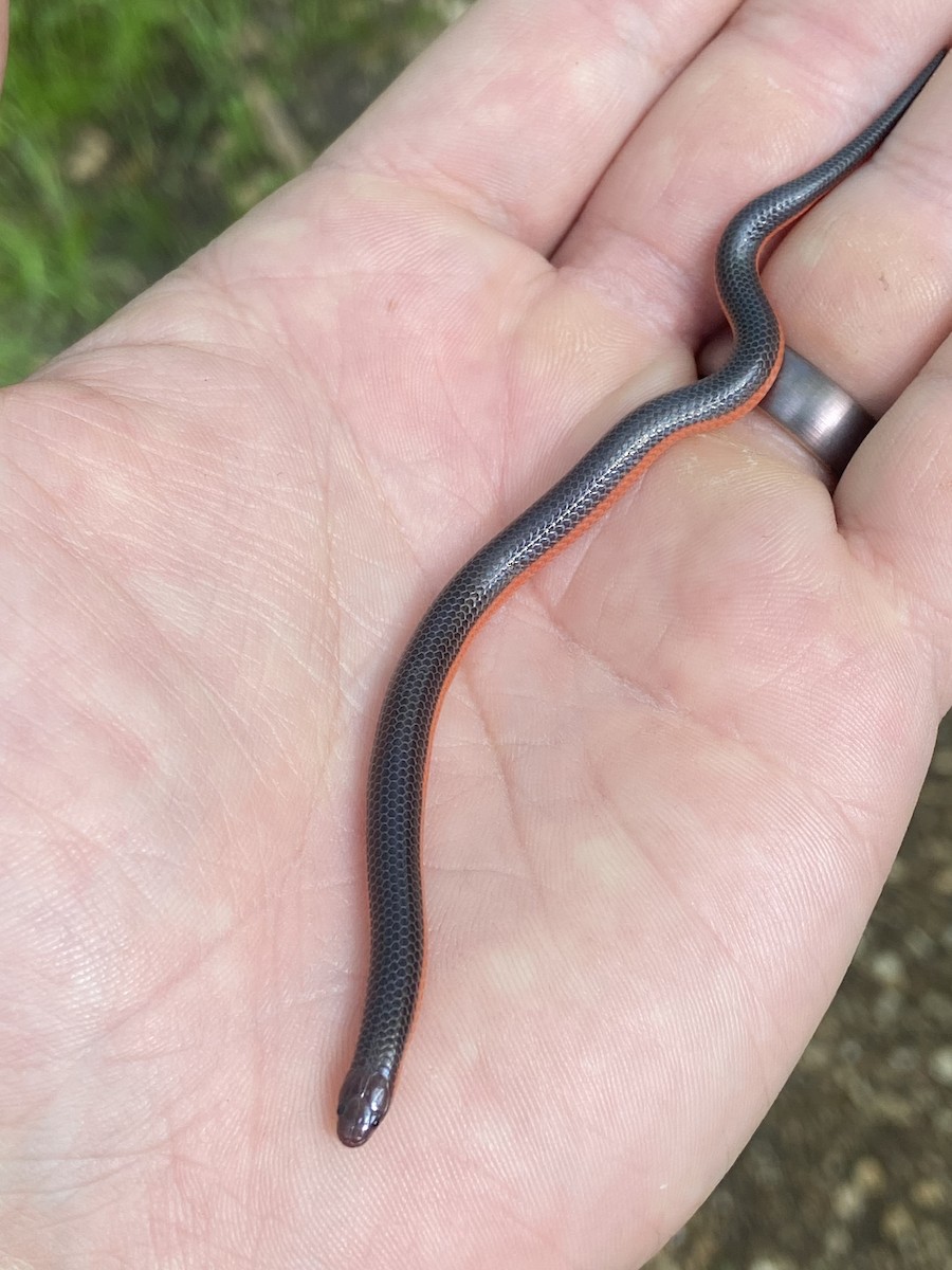 Western Worm Snake - ML635524903