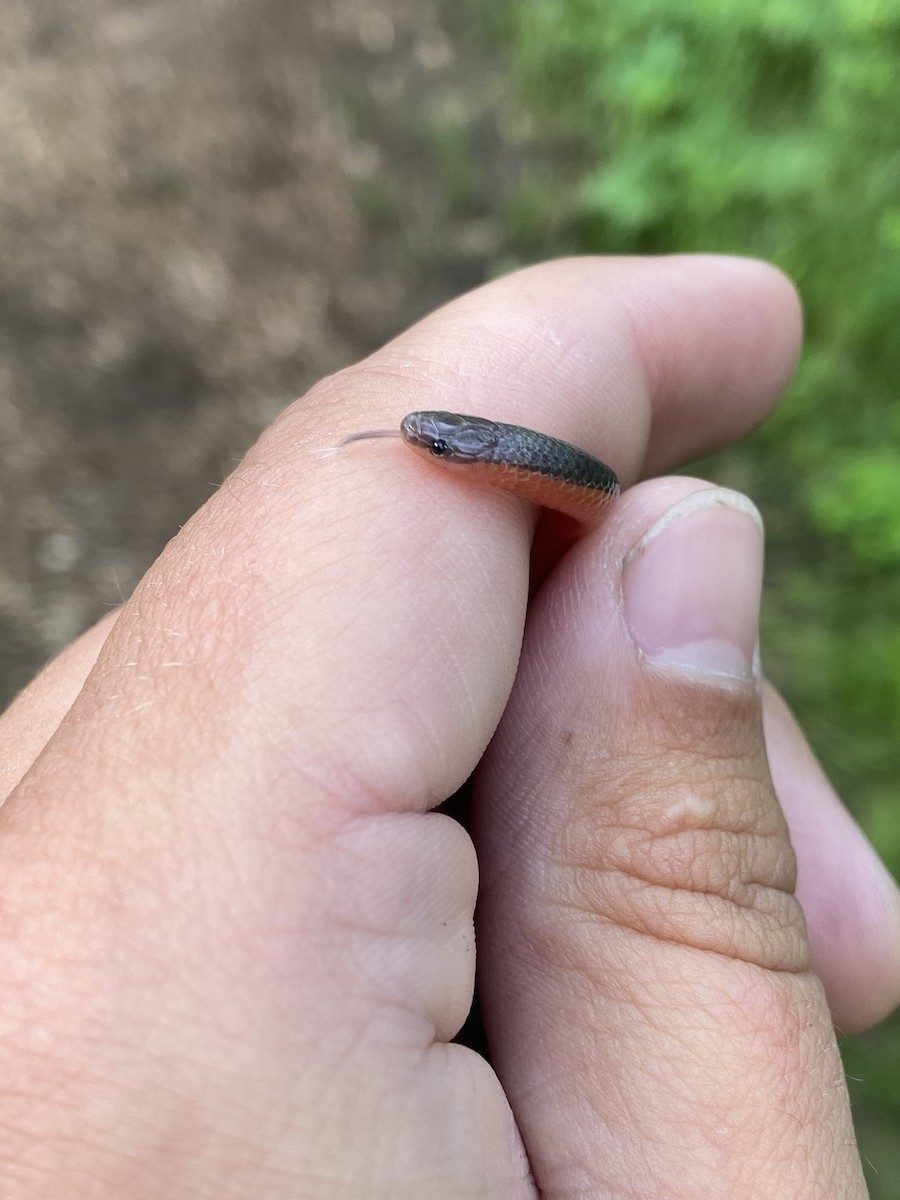 Western Worm Snake - ML635524904