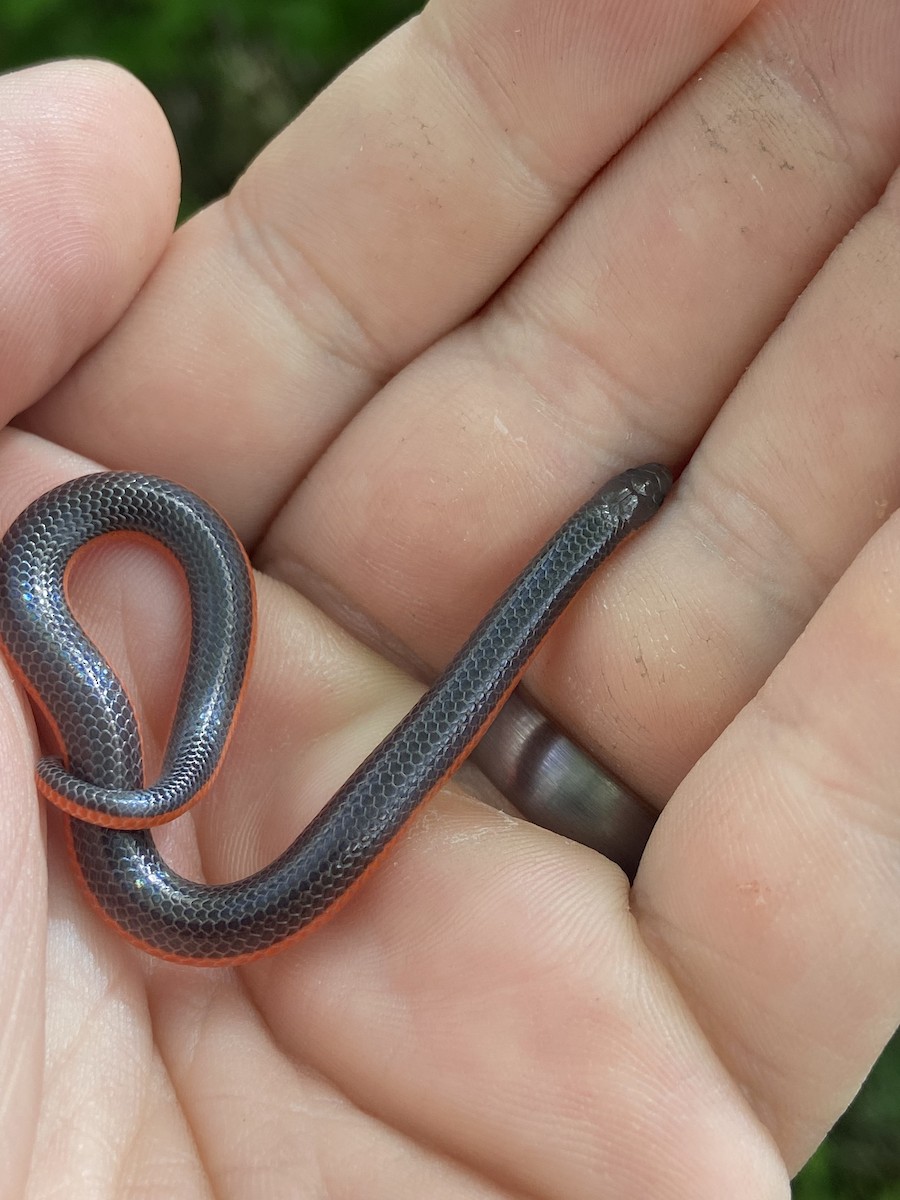 Western Worm Snake - ML635524905