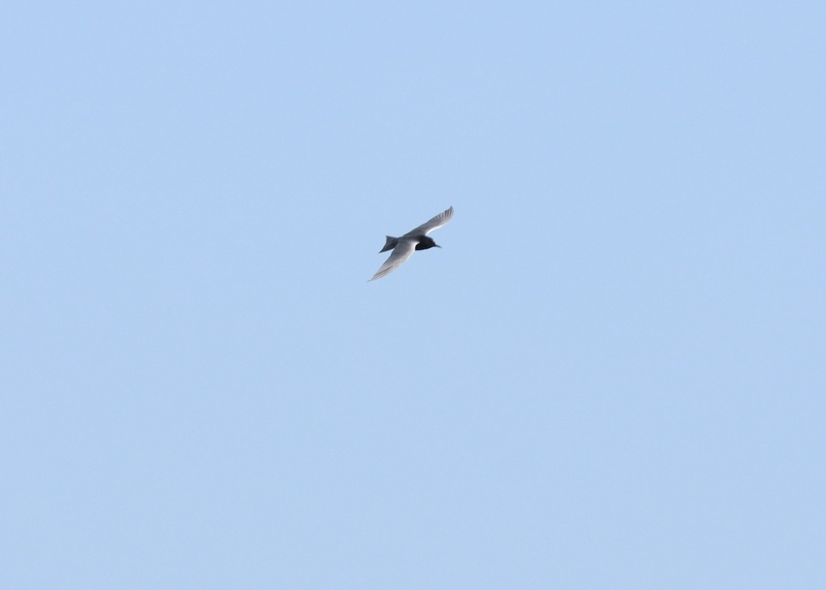 Black Tern - ML635524936