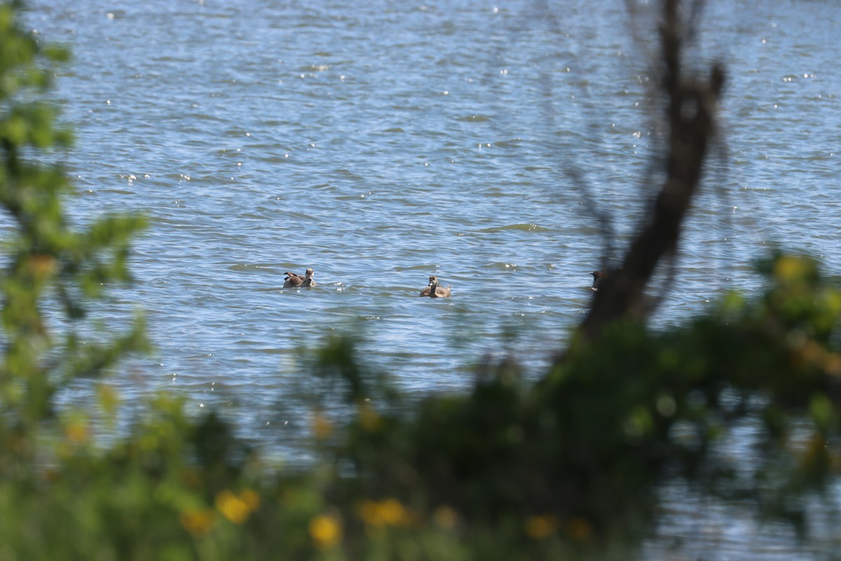 Egyptian Goose - ML635524962