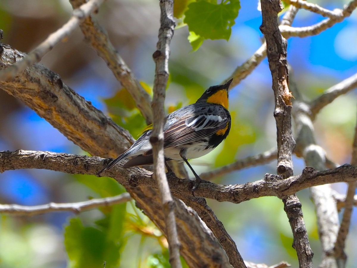 Yellow-rumped Warbler (Audubon's) - ML635524999