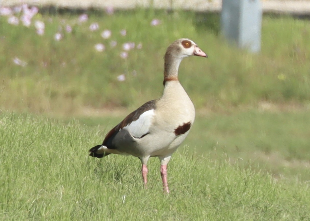 Black-bellied Whistling-Duck - ML635525036