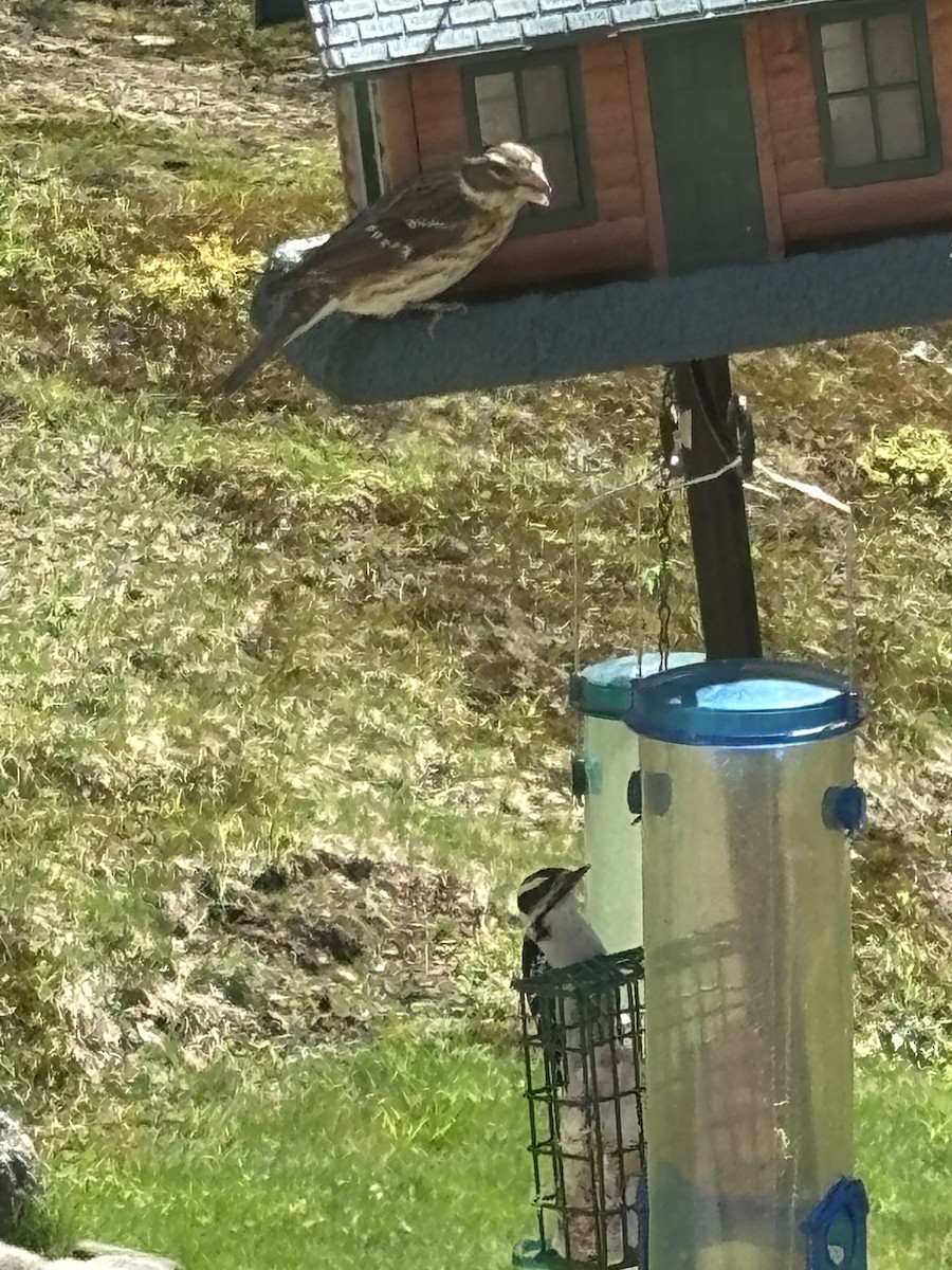 Rose-breasted Grosbeak - ML635525046