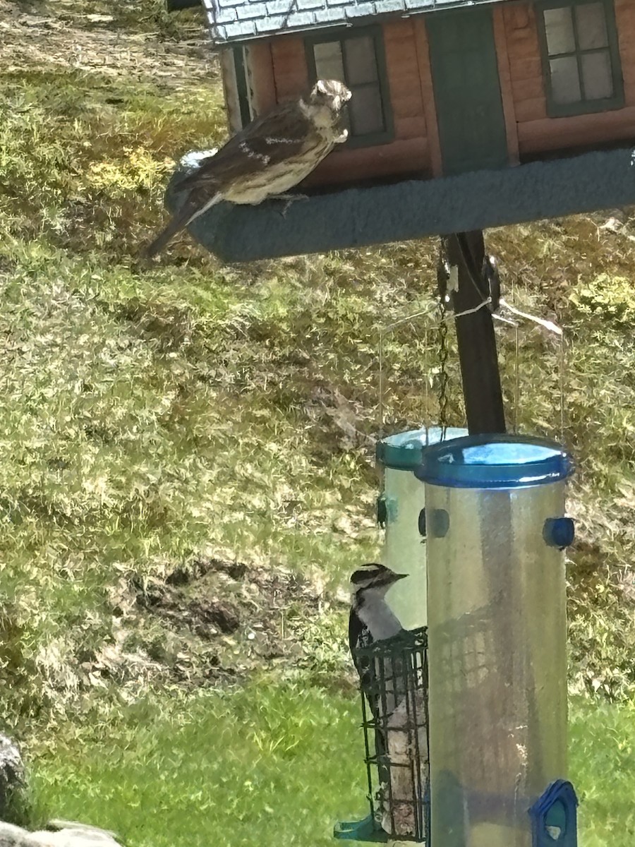 Rose-breasted Grosbeak - ML635525047