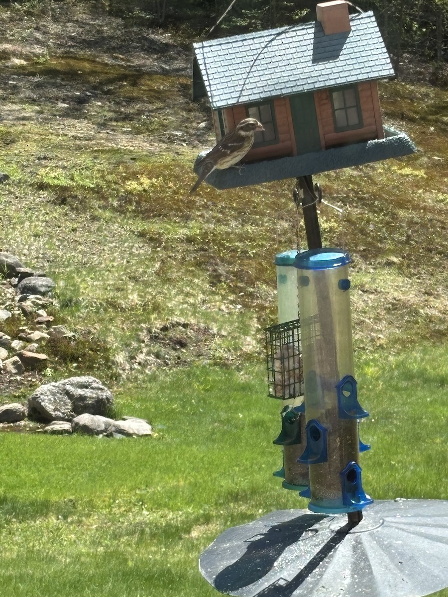 Rose-breasted Grosbeak - ML635525049