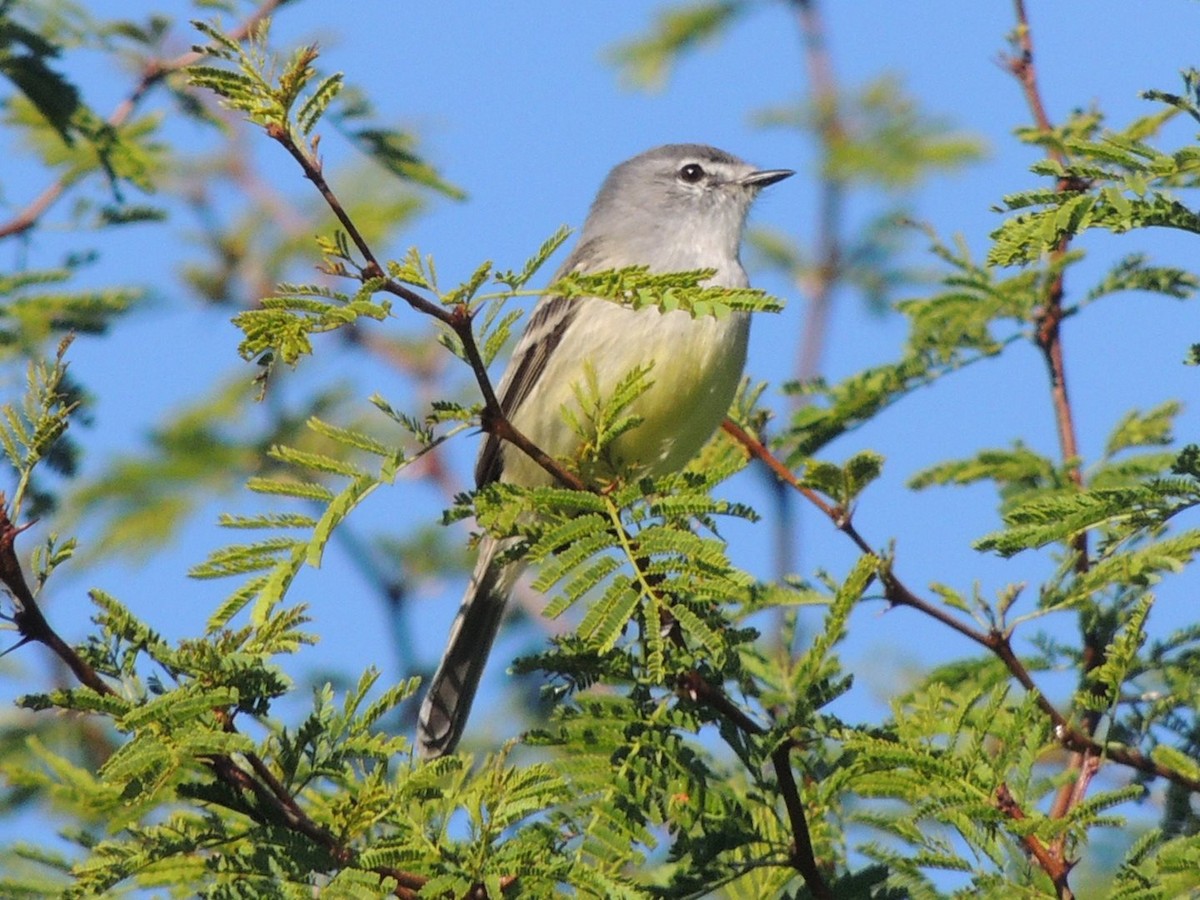 White-crested Tyrannulet - ML635525056