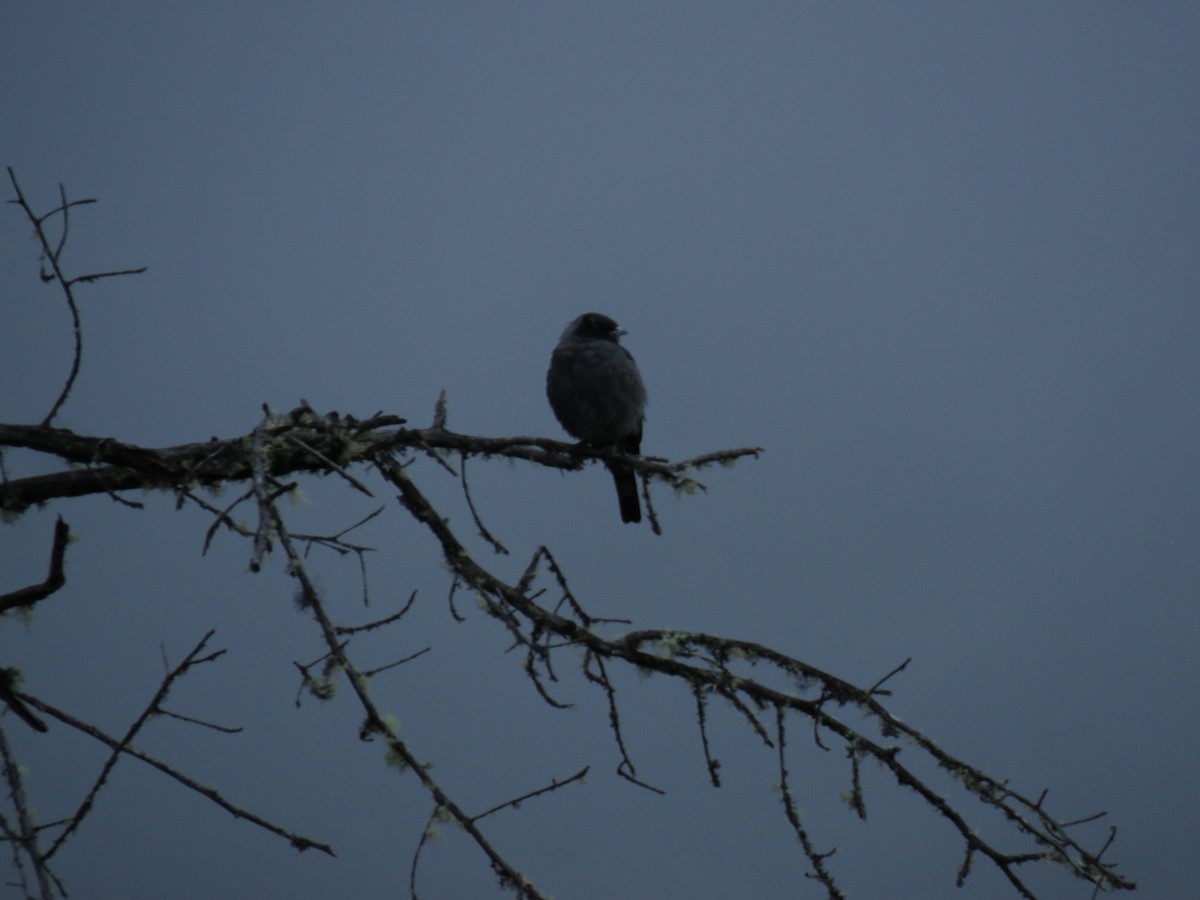 Red-crested Cotinga - ML635525060