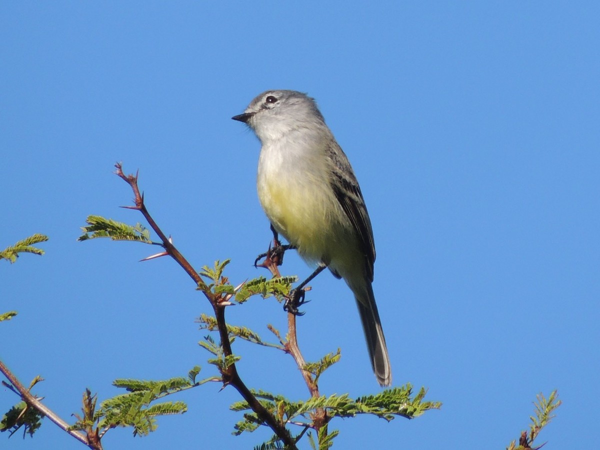 White-crested Tyrannulet - ML635525079