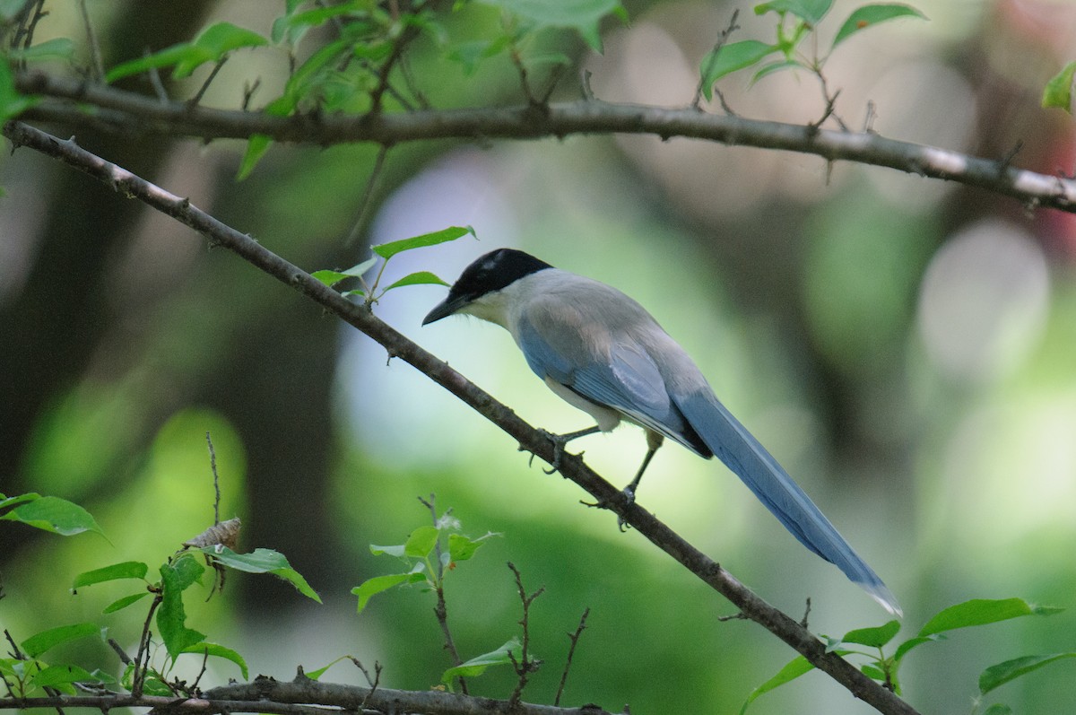 Azure-winged Magpie - ML635525084