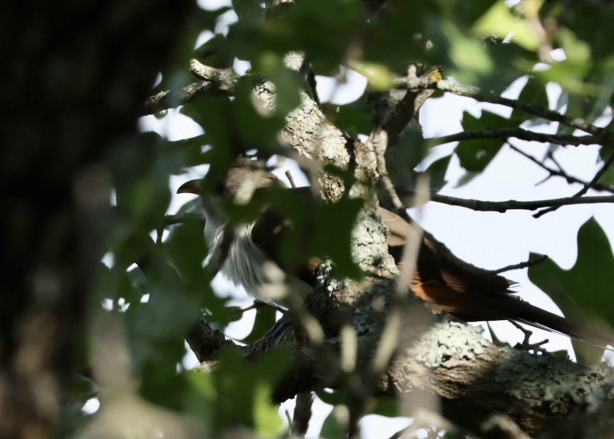 Yellow-billed Cuckoo - ML635525091
