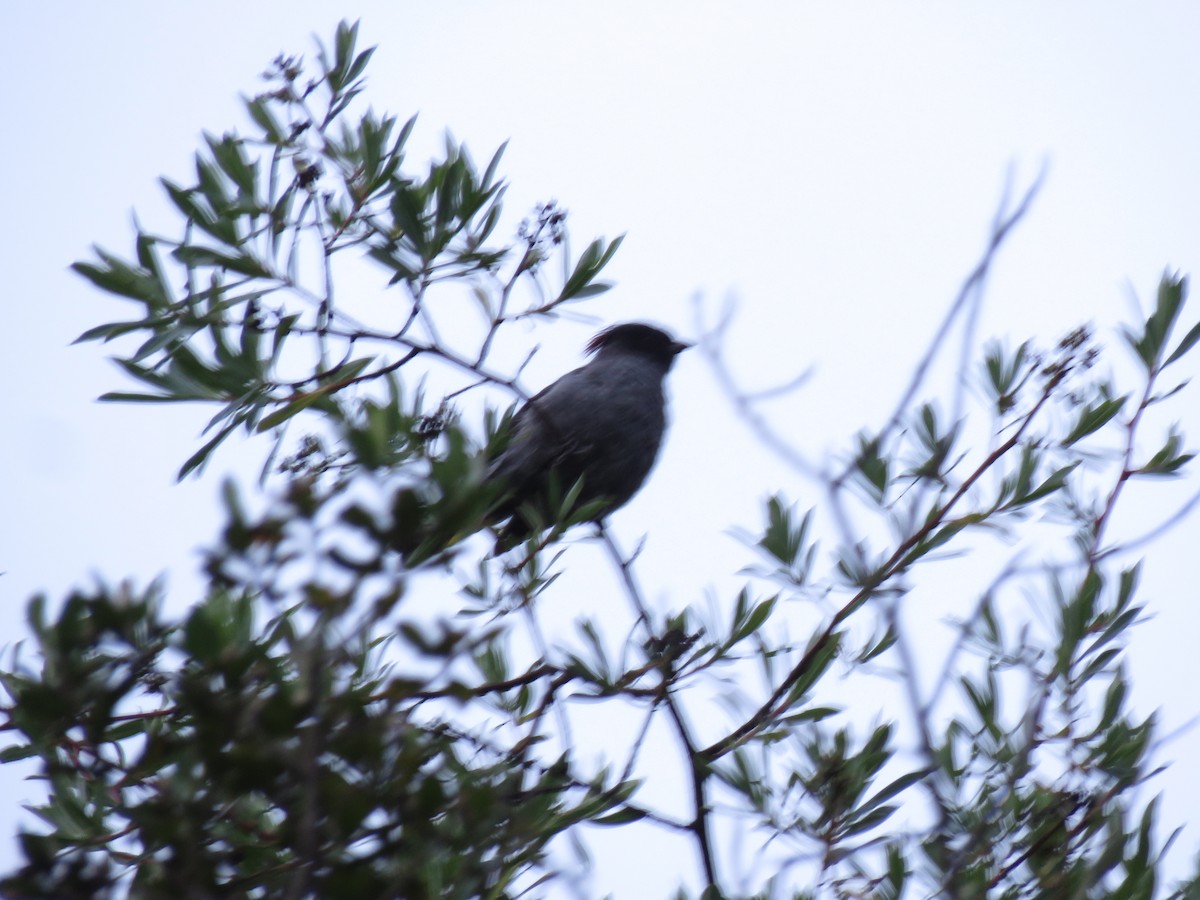 Red-crested Cotinga - ML635525093