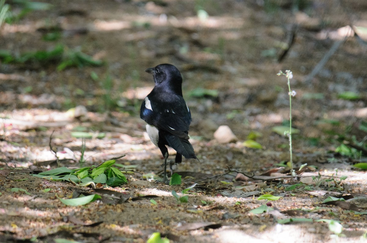 Oriental Magpie - ML635525106