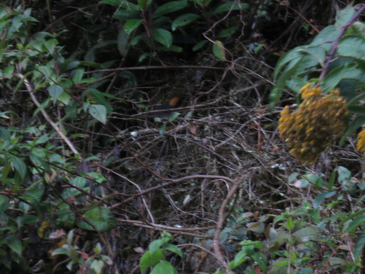 Black-spectacled Brushfinch - ML635525122