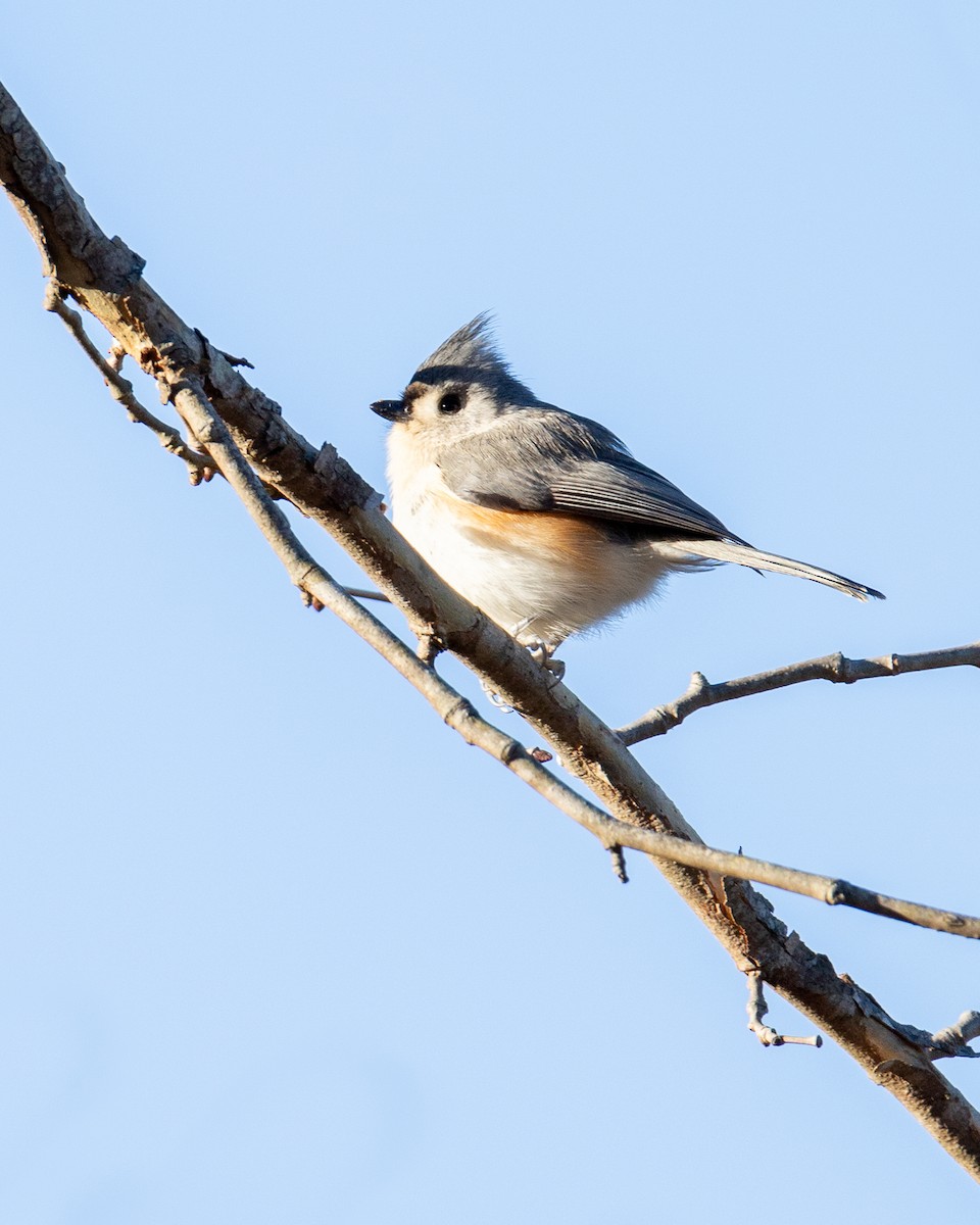 Tufted Titmouse - ML635525174
