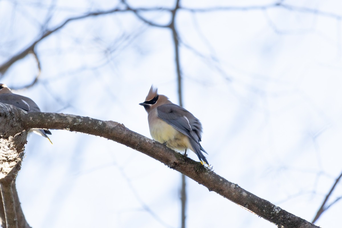 Cedar Waxwing - ML635525206