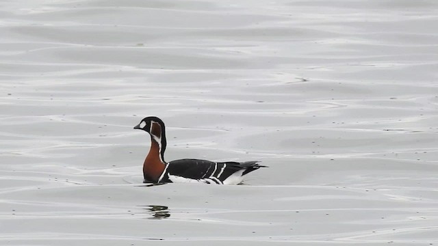 Red-breasted Goose - ML635525225