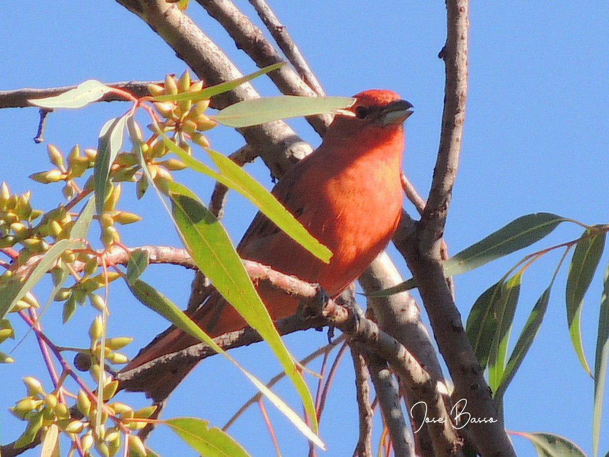 Hepatic Tanager - ML635525238