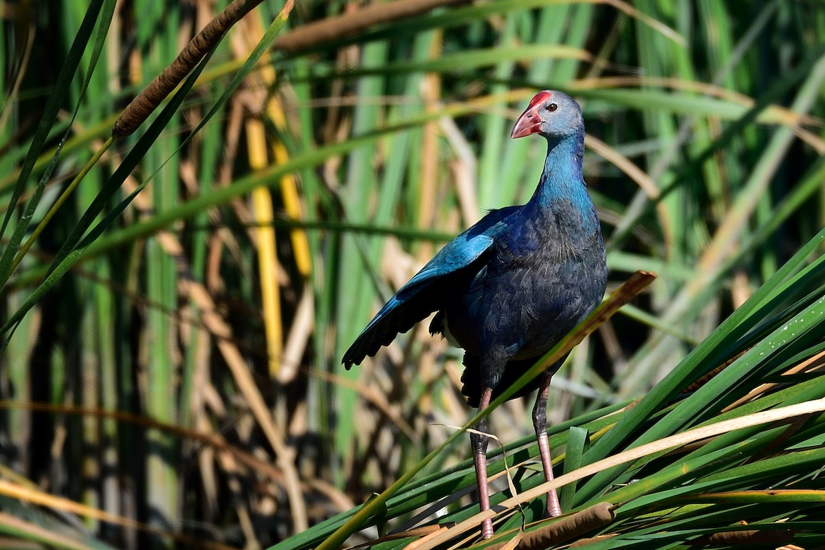 Gray-headed Swamphen - ML635525348