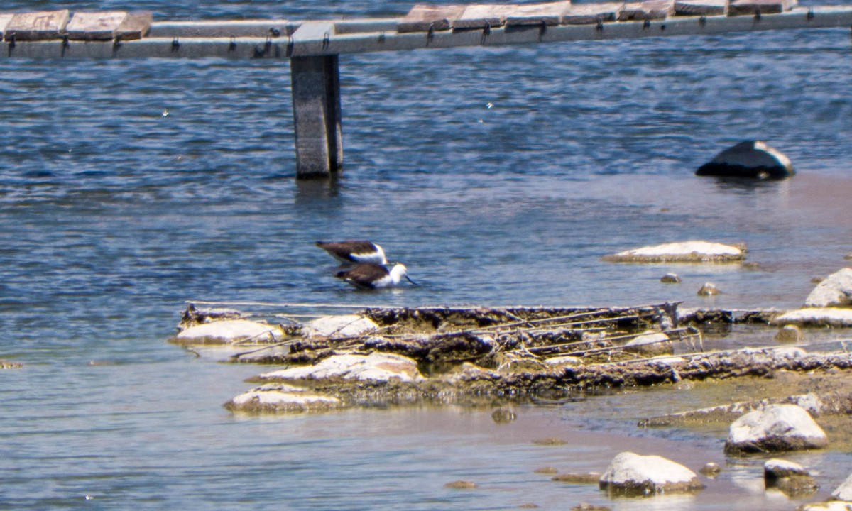 Andean Avocet - ML635525381