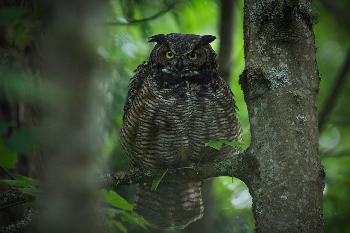 Great Horned Owl - ML635525399
