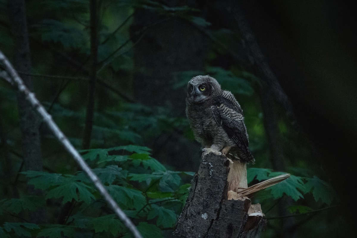 Great Horned Owl - ML635525491