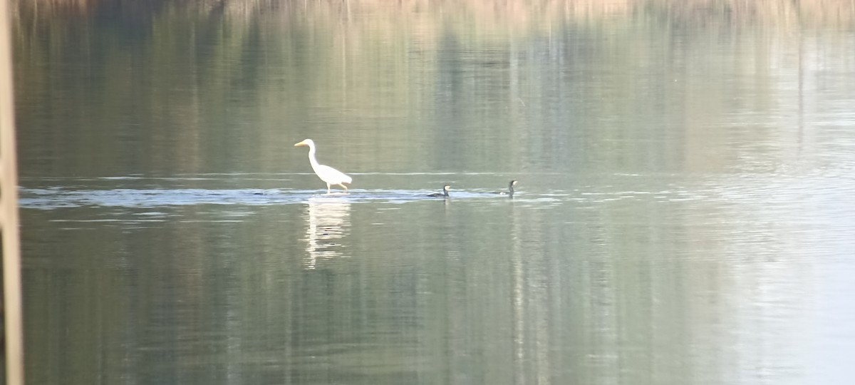 לבנית גדולה - ML635525503