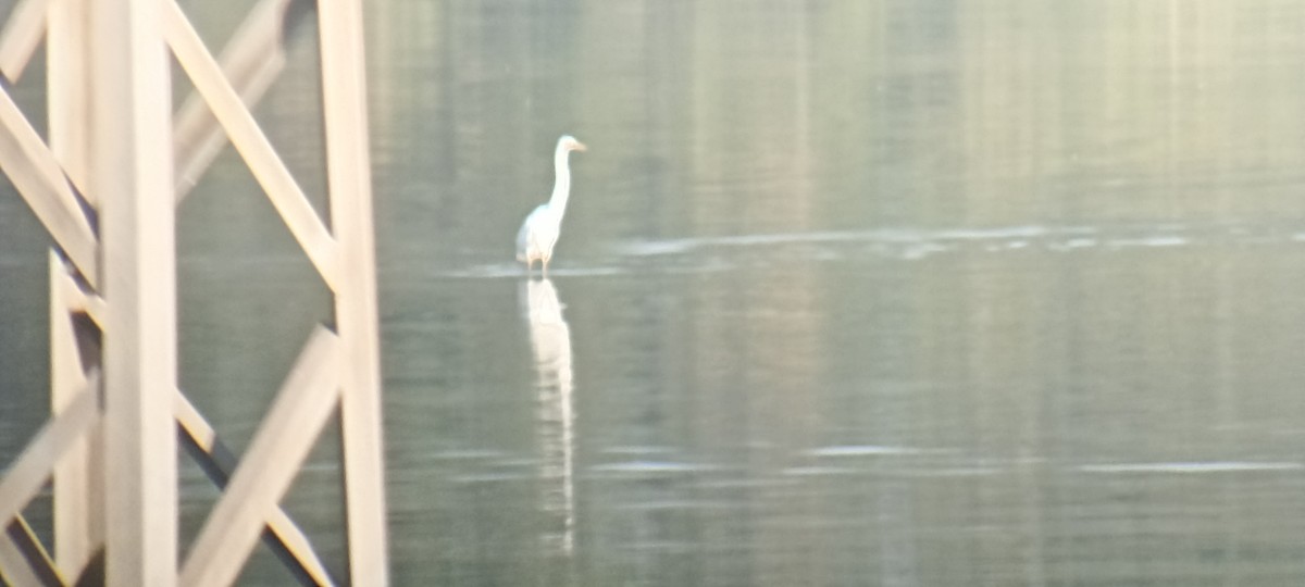 לבנית גדולה - ML635525504