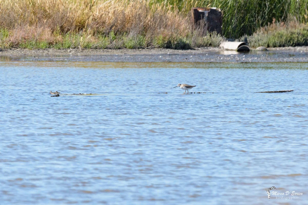 Terek Sandpiper - ML635525513