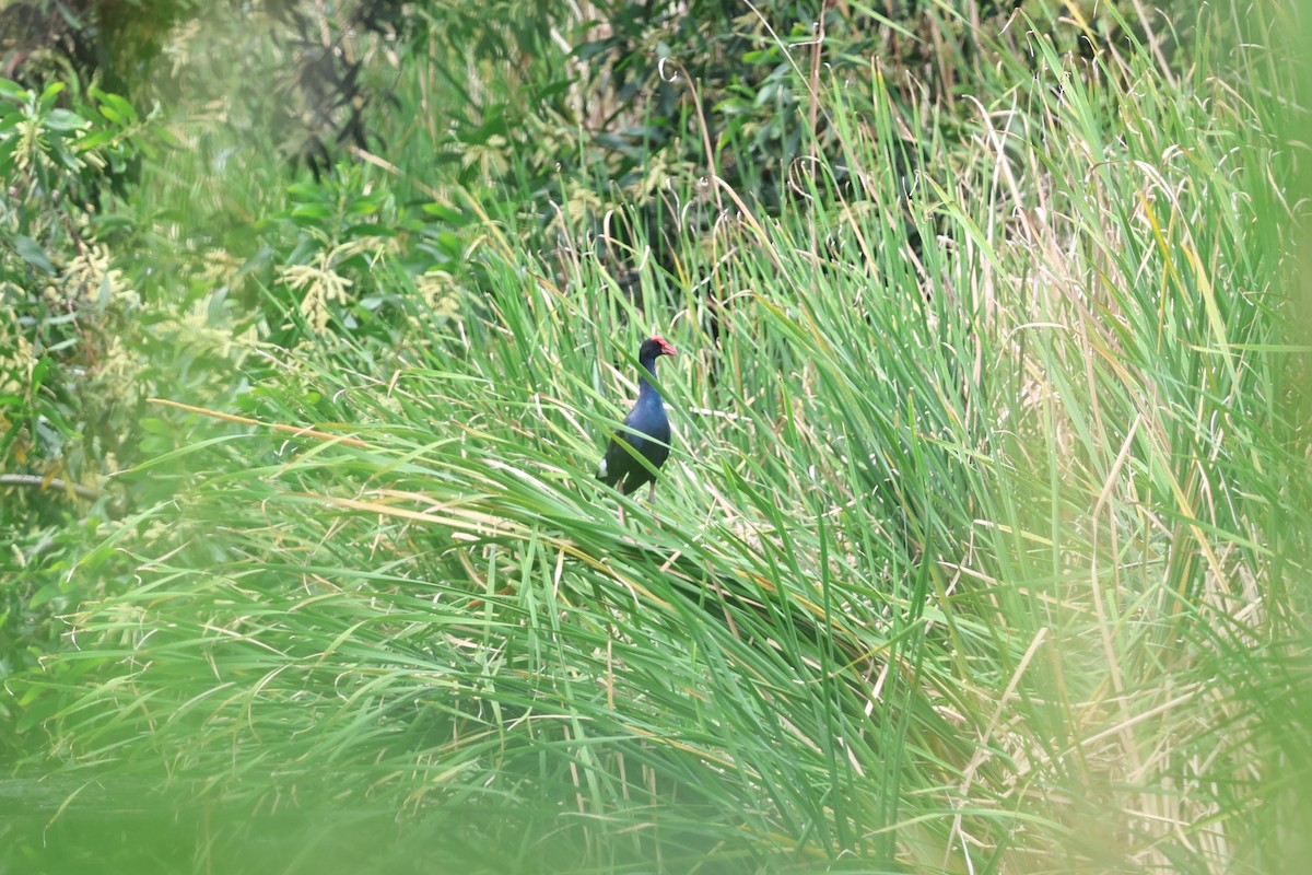 Black-backed Swamphen - ML635525520