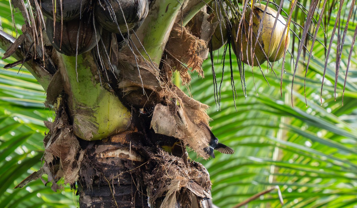 コビトアナツバメ - ML635525550