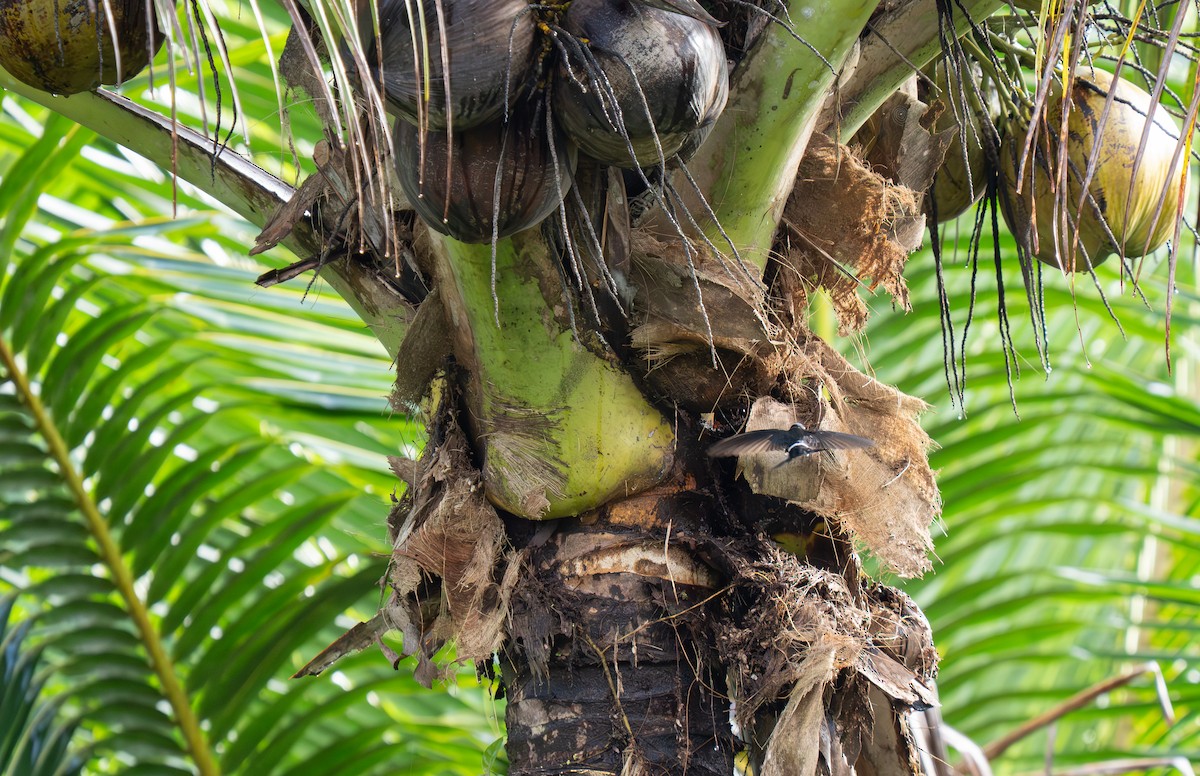 コビトアナツバメ - ML635525552
