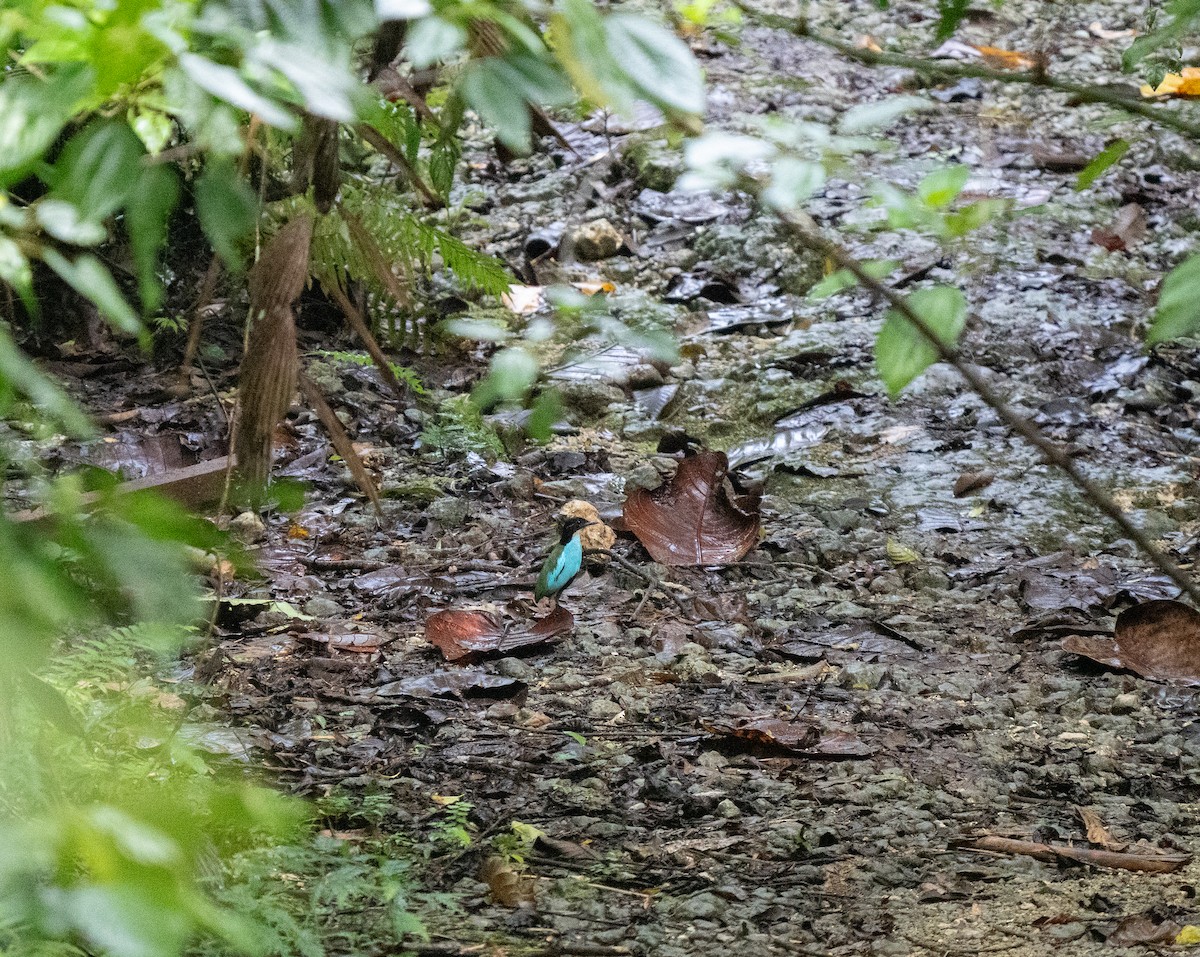 Azure-breasted Pitta - ML635525600