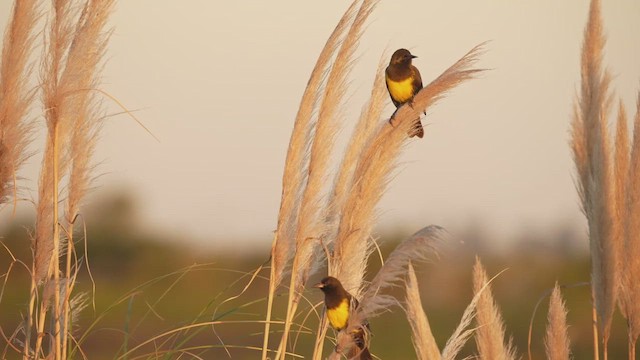 Brown-and-yellow Marshbird - ML635525602