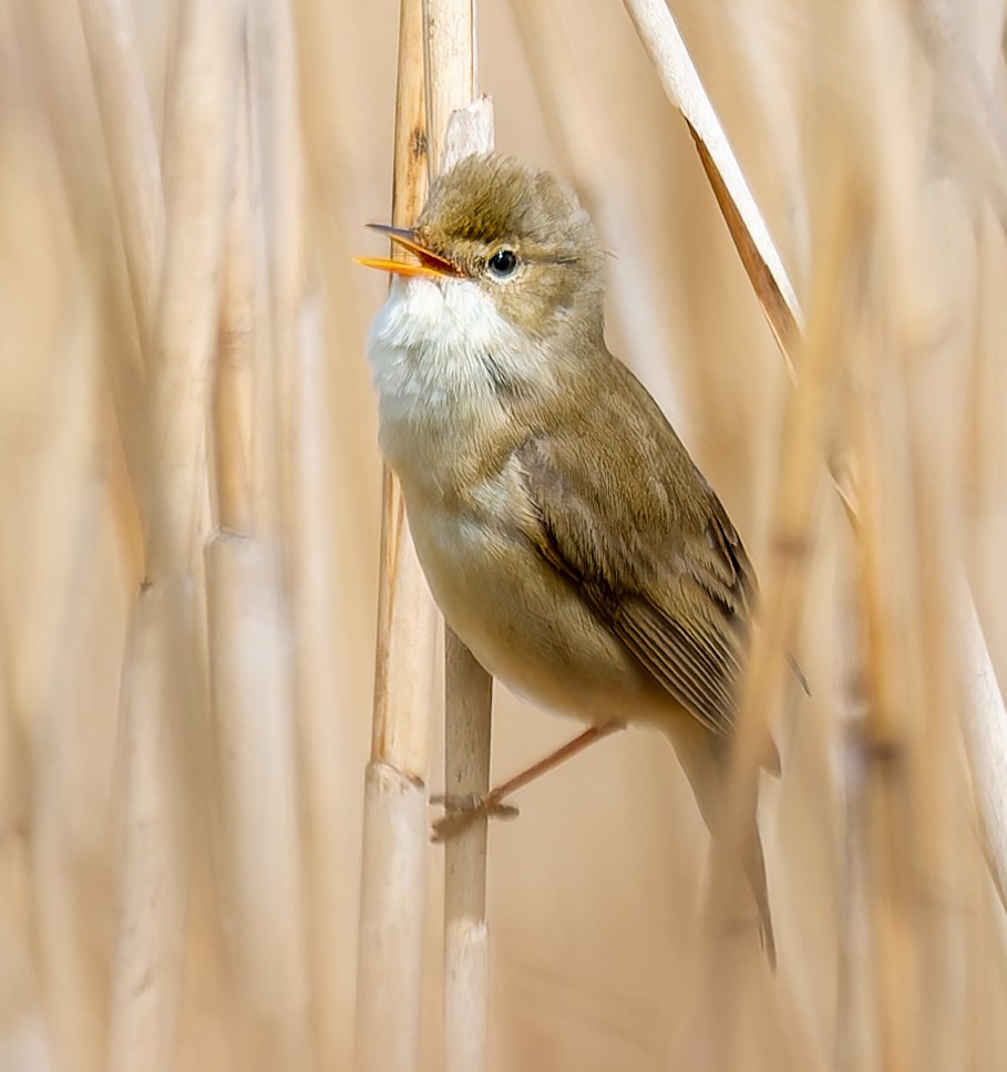 Marsh Warbler - ML635525617