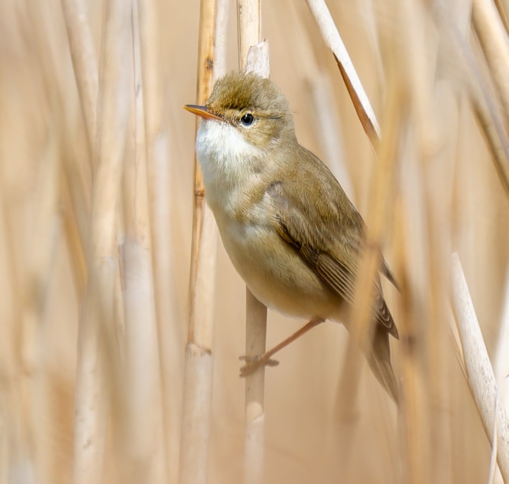 Marsh Warbler - ML635525618