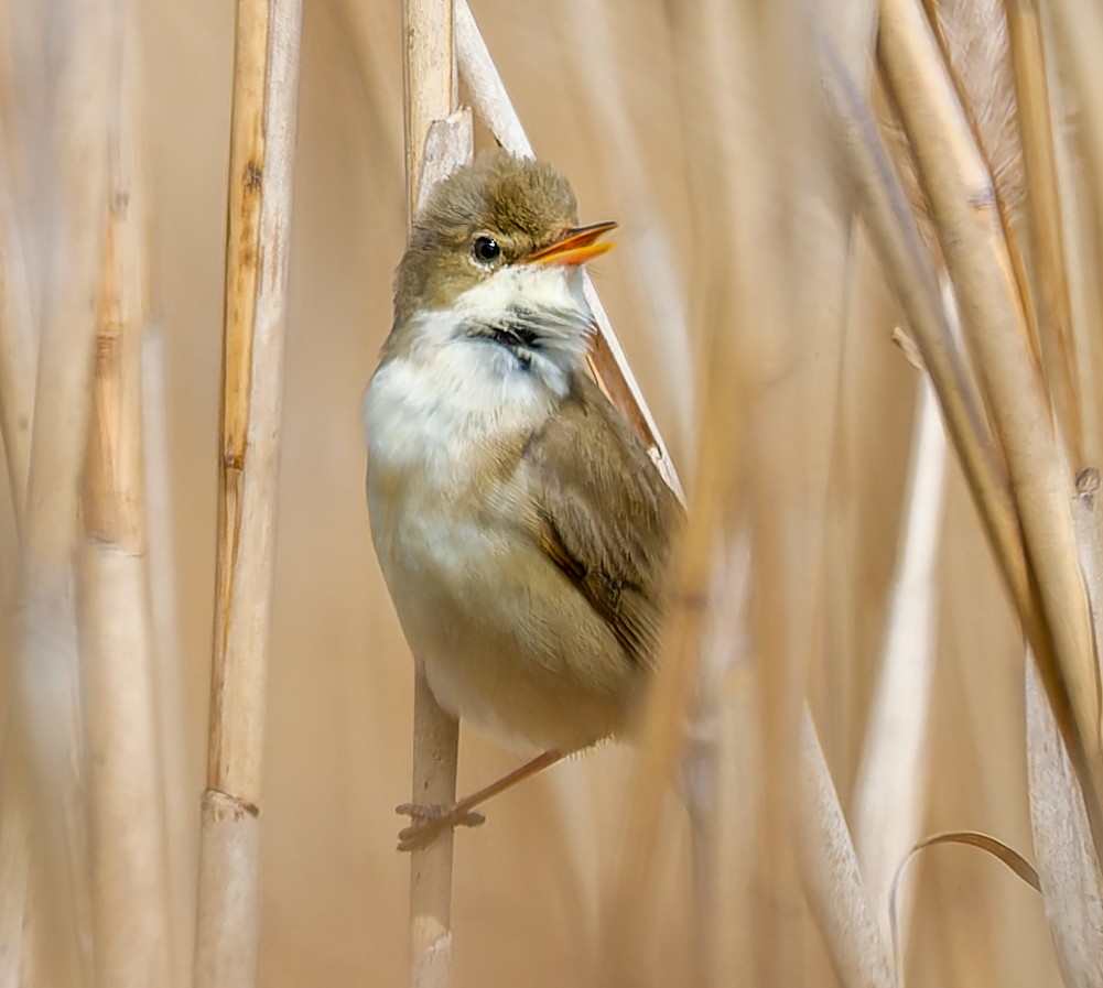 Marsh Warbler - ML635525619