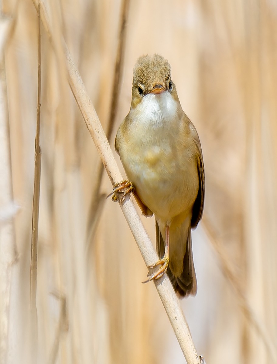 Marsh Warbler - ML635525620