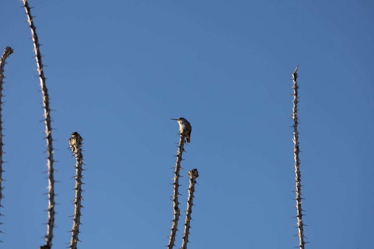 Anna's Hummingbird - ML635525733