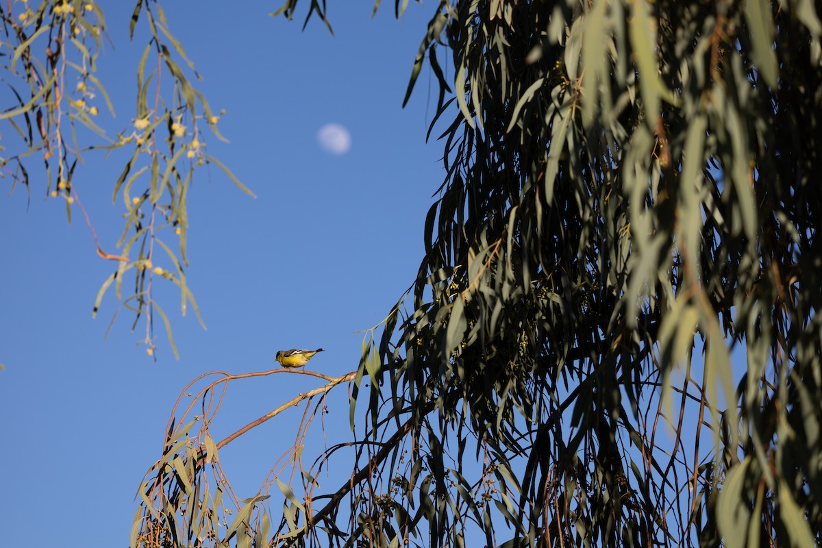 Lesser Goldfinch - ML635525741