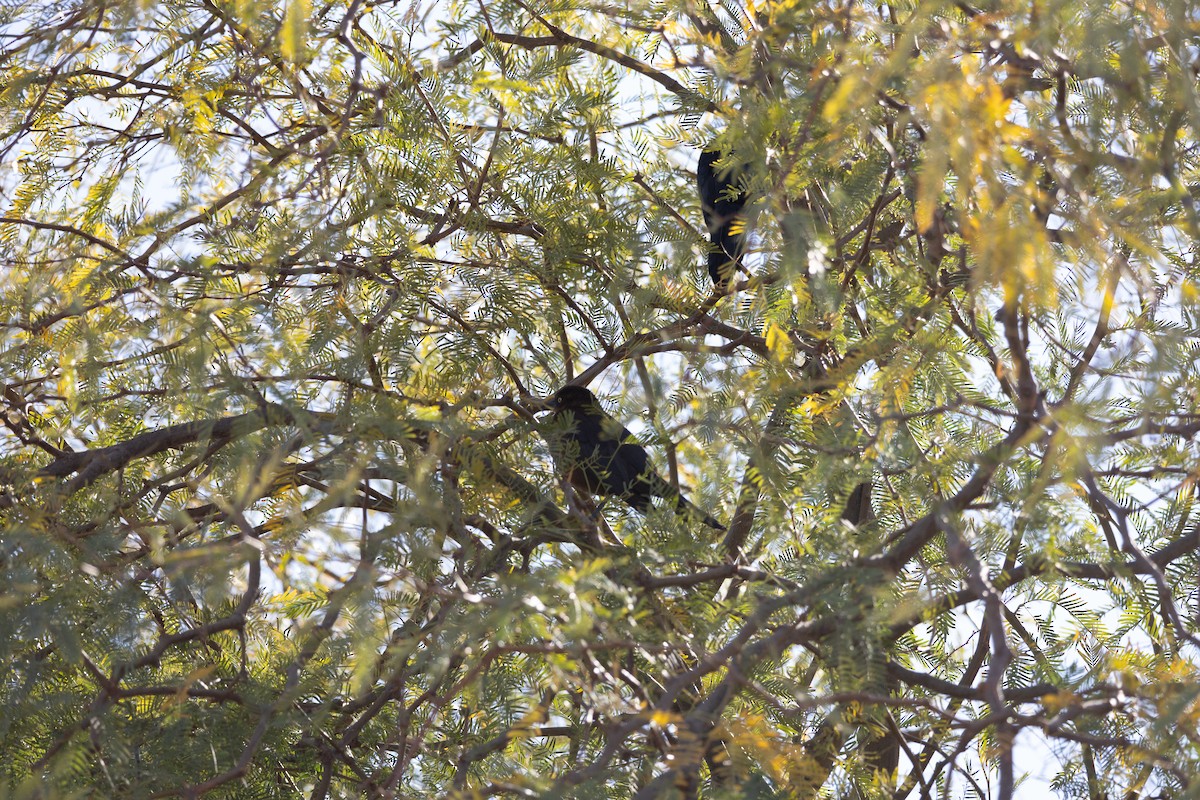 Great-tailed Grackle - ML635525773
