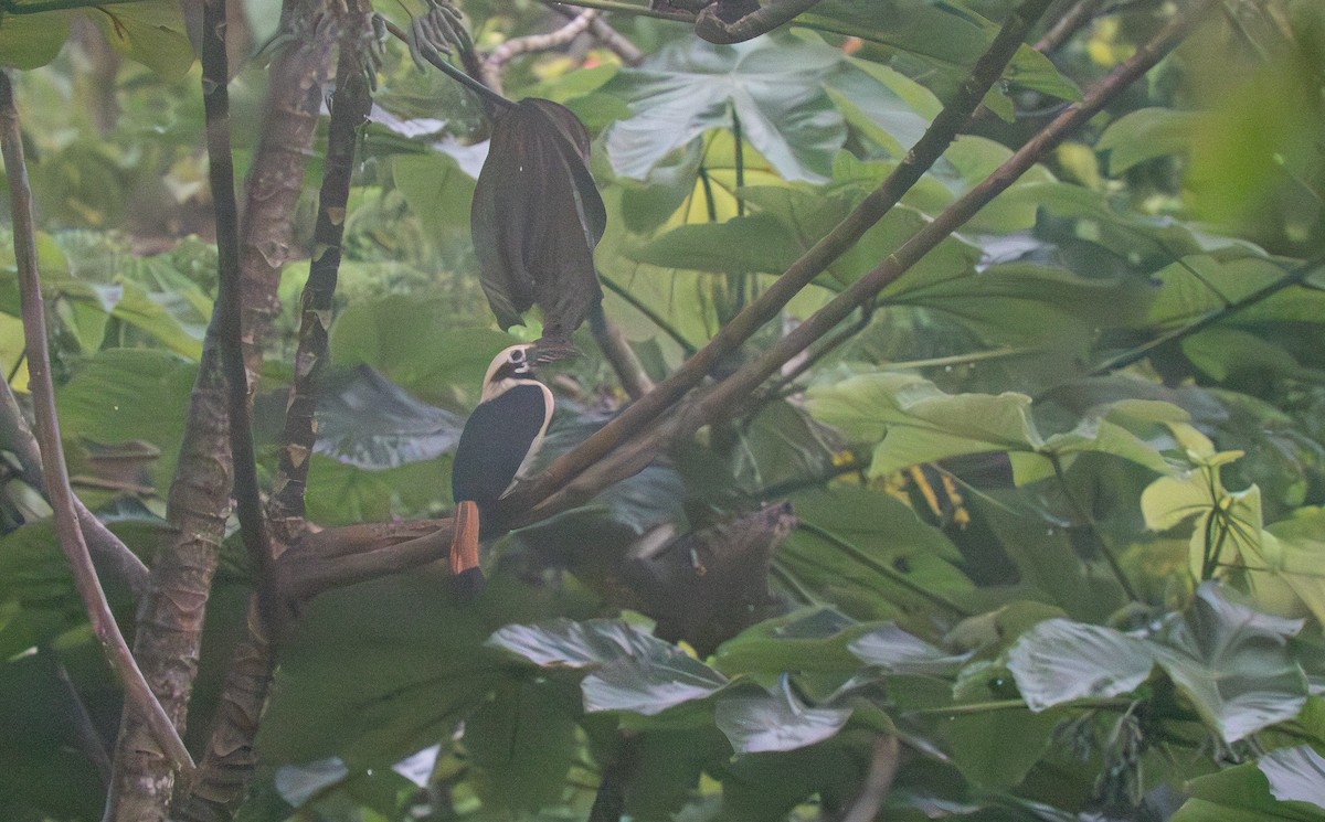 Mindanao Hornbill - ML635525781